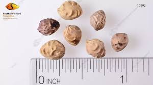 Attēlu rezultāti vaicājumam “Padus avium fruit”