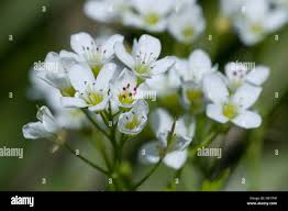 Attēlu rezultāti vaicājumam “Cardamine amara flower”