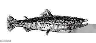 Image result for Salvelinus confluentus