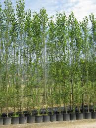 Attēlu rezultāti vaicājumam “Populus nigra Italica”