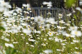 Attēlu rezultāti vaicājumam “Leucanthemum vulgare flower”