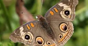 Attēlu rezultāti vaicājumam “Nymphalidae”