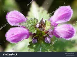 Attēlu rezultāti vaicājumam “Lamium maculatum flower”