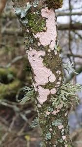 Attēlu rezultāti vaicājumam “Corticium roseum”