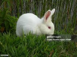 Attēlu rezultāti vaicājumam “Lepus sp.”