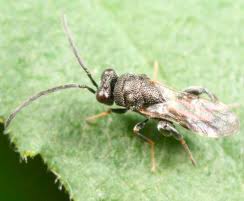 Attēlu rezultāti vaicājumam “Panonychus”