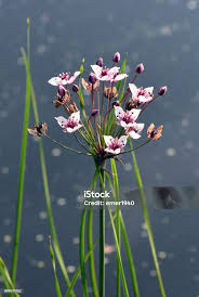 Attēlu rezultāti vaicājumam “Butomus umbellatus bud”