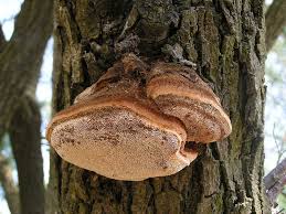 Attēlu rezultāti vaicājumam “Inonotus radiatus”