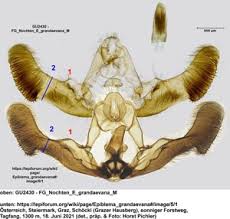 Attēlu rezultāti vaicājumam “Epiblema grandaevana”