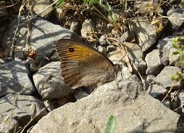 Attēlu rezultāti vaicājumam “Hyponephele lycaon male”