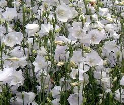 Attēlu rezultāti vaicājumam “Campanula persicifolia leaf”