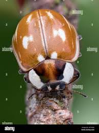 Attēlu rezultāti vaicājumam “Myzia oblongoguttata”