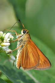 Image result for skiptondivers