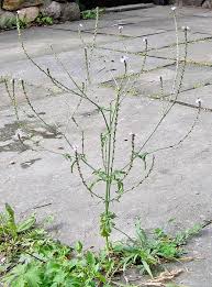 Image result for Verbena officinalis