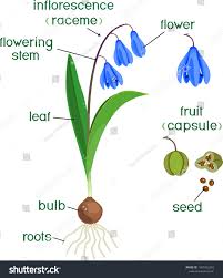 Attēlu rezultāti vaicājumam “Scilla siberica leaf”