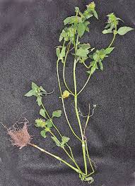 Attēlu rezultāti vaicājumam “Galeopsis bifida leaf”