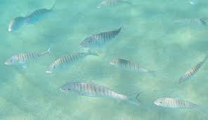 Image result for Polysteganus undulosus