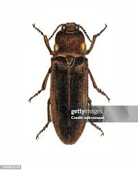 Attēlu rezultāti vaicājumam “Capsus ater”