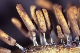 Attēlu rezultāti vaicājumam “Stemonitopsis aequalis var. microspora spores”