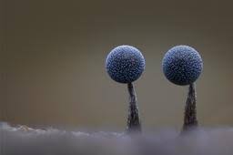 Attēlu rezultāti vaicājumam “Physarum globuliferum”