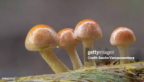 Attēlu rezultāti vaicājumam “Hypholoma sp.”