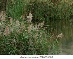 Attēlu rezultāti vaicājumam “Phragmites communis fruit”