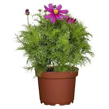 Image result for Schmuckkörbchen