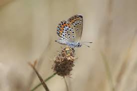 Attēlu rezultāti vaicājumam “Plebejus argus female”