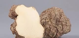 Attēlu rezultāti vaicājumam “Diderma tigrinum macro”