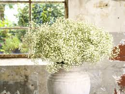 Attēlu rezultāti vaicājumam “Gypsophila fastigiata flower”