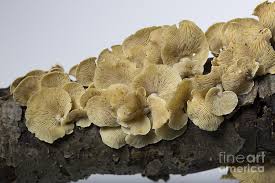 Attēlu rezultāti vaicājumam “Panellus stipticus”