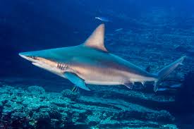 Image result for Carcharhinus obscurus