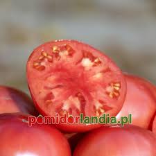 Afbeeldingsresultaat voor crnkovic yugoslavian tomato