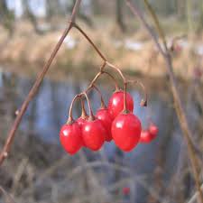 Attēlu rezultāti vaicājumam “Solanum dulcamara fruit”