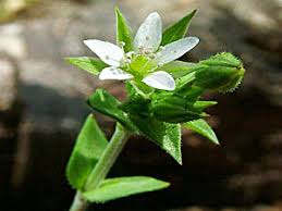 Attēlu rezultāti vaicājumam “Arenaria serpyllifolia flower”