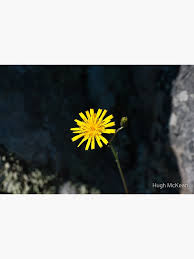 Attēlu rezultāti vaicājumam “Hieracium vulgatum”