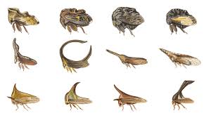 Attēlu rezultāti vaicājumam “Membracidae”