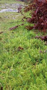 Attēlu rezultāti vaicājumam “Calliergonella lindbergii”