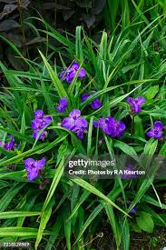 Attēlu rezultāti vaicājumam “Tradescantia virginiana”