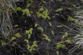 Attēlu rezultāti vaicājumam “Lycopodiella inundata”