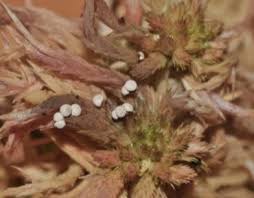 Attēlu rezultāti vaicājumam “Diderma montanum macro”