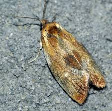 Attēlu rezultāti vaicājumam “Eulia ministrana”