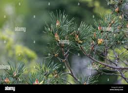 Attēlu rezultāti vaicājumam “Pinus sylvestris leaf”