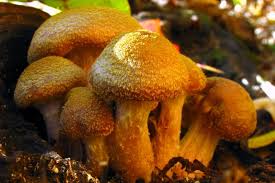 Attēlu rezultāti vaicājumam “Hygroamblystegium humile sporophyte”