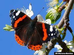 Attēlu rezultāti vaicājumam “Vanessa atalanta”
