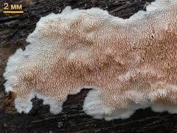 Attēlu rezultāti vaicājumam “Steccherinum bourdotii”