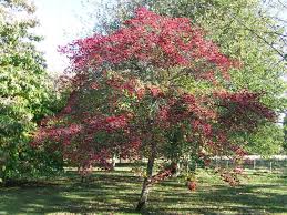 Attēlu rezultāti vaicājumam “Crataegus persimilis”