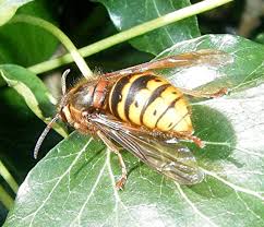 Attēlu rezultāti vaicājumam “Dolichovespula media”