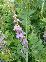 Attēlu rezultāti vaicājumam “Galega orientalis leaf”