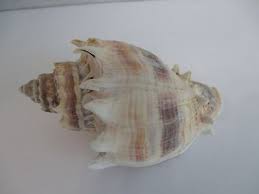 Image result for Melongena corona